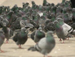 Piccioni
